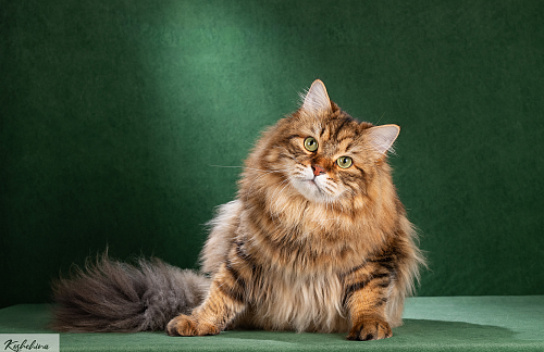 Сибирский кот