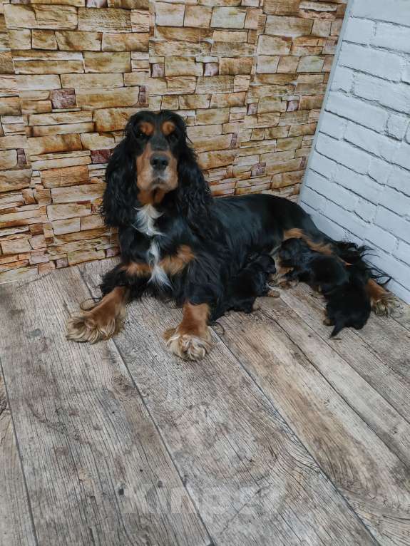 Собаки в Новокузнецке: Спаниели Девочка, 20 000 руб. - фото 3