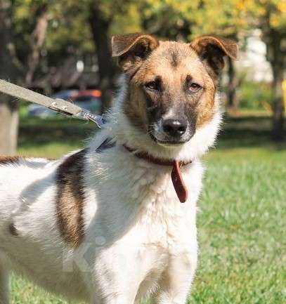 Собаки в Долгопрудном: Амурчику нужен тёплвый Дом и любящий хозяев Мальчик, Бесплатно - фото 7