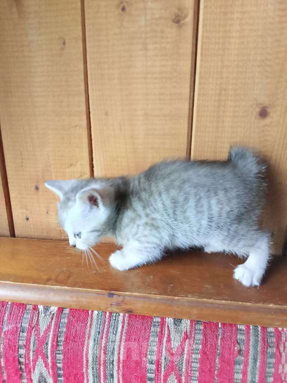 Кошки в Москве: Продам котенка порода курильский бобтейл  Мальчик, 4 000 руб. - фото 7