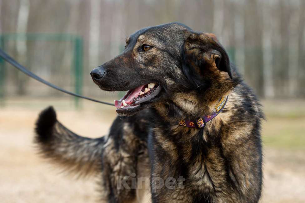 Собаки в Москве: Юна. Собака с огненным характером Девочка, Бесплатно - фото 2