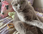 Кошки в Москве: Пропала кошка. Помогите найти пожалуйста Девочка, 100 руб. - фото 4