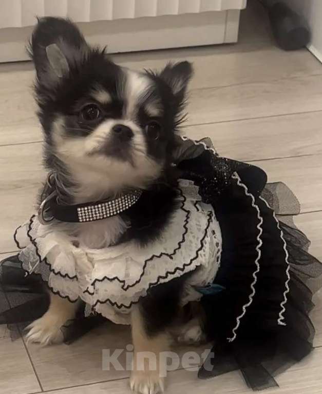 Собаки в Ростове-на-Дону: Девочка чихуахуа Девочка, 50 000 руб. - фото 2