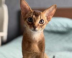 Кошки в Краснодаре: Абиссинский котенок дикого окраса Девочка, 75 000 руб. - фото 1