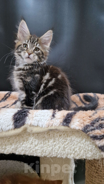 Кошки в Ижевске: Котята мейн-кун Мальчик, 65 000 руб. - фото 3