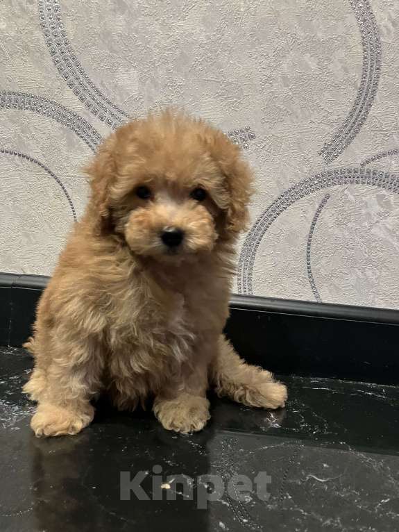 Собаки в Перми: Той Пудель! Девочка, 70 000 руб. - фото 4