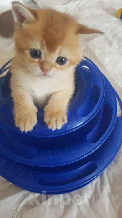 Кошки в Можайске: Котята Скоттиш фолд/страйт Разнополые, Бесплатно - фото 5