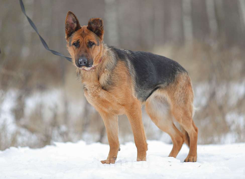 Собаки в Москве: Акулина, ласковая овчарка Девочка, Бесплатно - фото 5