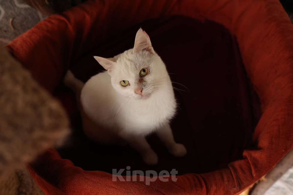 Кошки в Зеленограде: Котик Абрау в добрые руки Мальчик, Бесплатно - фото 1
