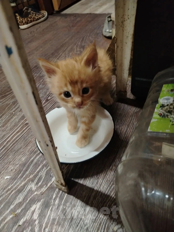 Кошки в Ангарске: Котята породы Мейн-Кун Мальчик, 6 000 руб. - фото 8
