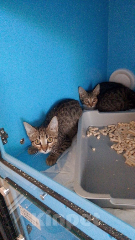 Кошки в Москве: Котята ищут дом Разнополые, Бесплатно - фото 8
