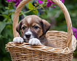 Собаки в Солнечногорске: Щенок в дар Мальчик, Бесплатно - фото 2