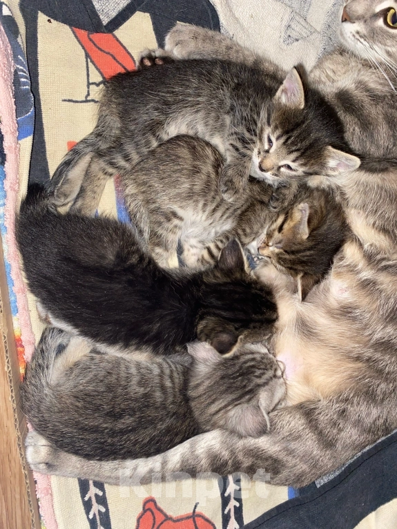 Кошки в Отрадном: Добрые и ласковые котята Мальчик, Бесплатно - фото 1