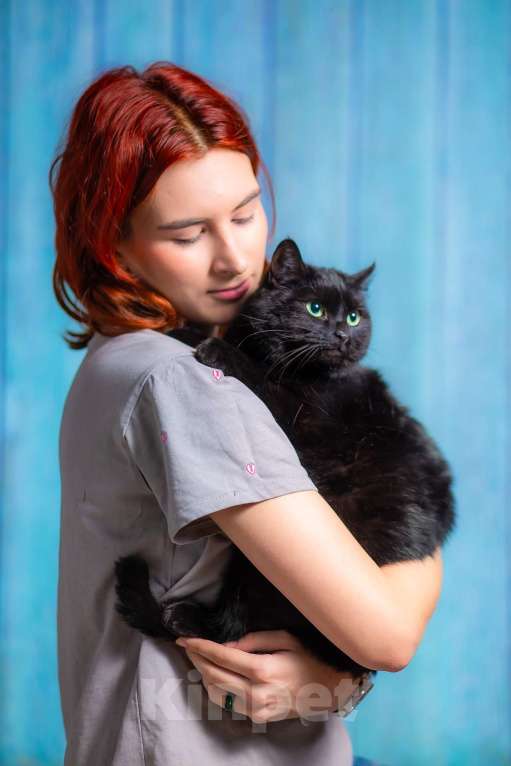 Кошки в Москве: Ласковая, воспитанная красотка в добрые руки! Девочка, Бесплатно - фото 4