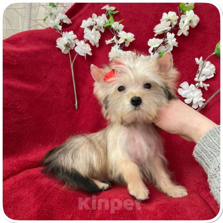 Собаки в Москве: Голддаст йорк микро девочка золотая Девочка, 65 000 руб. - фото 6