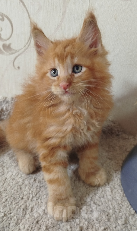 Кошки в Перми: Котенок Мейн Кун Мальчик, 60 000 руб. - фото 2