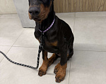 Собаки в Казани: Продаю щенка Добермана Мальчик, 45 000 руб. - фото 5