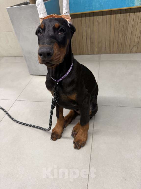 Собаки в Казани: Продаю щенка Добермана Мальчик, 45 000 руб. - фото 5