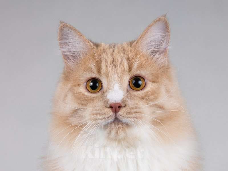 Кошки в Москве: Мурчик - самый ласковый, дружелюбный и контактный котик.  Мальчик, Бесплатно - фото 3