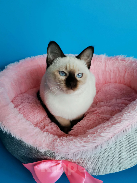 Кошки в Москве: Тайские котята из питомника Topaze De Lux  Девочка, Бесплатно - фото 1
