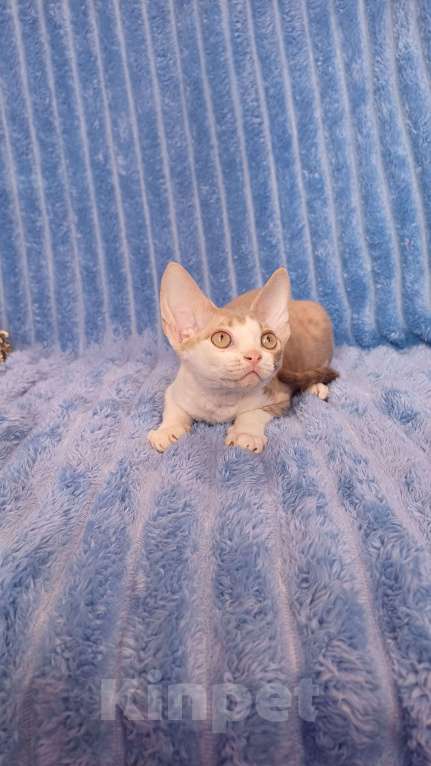 Кошки в Нижнекамске: Котенок девон рекс Мальчик, 45 000 руб. - фото 8