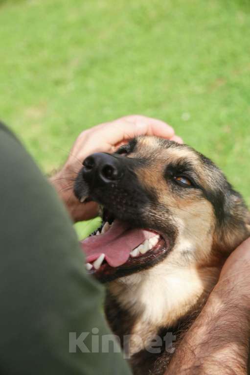 Собаки в Москве: Эмма. Нежнейшее создание Девочка, 1 руб. - фото 4