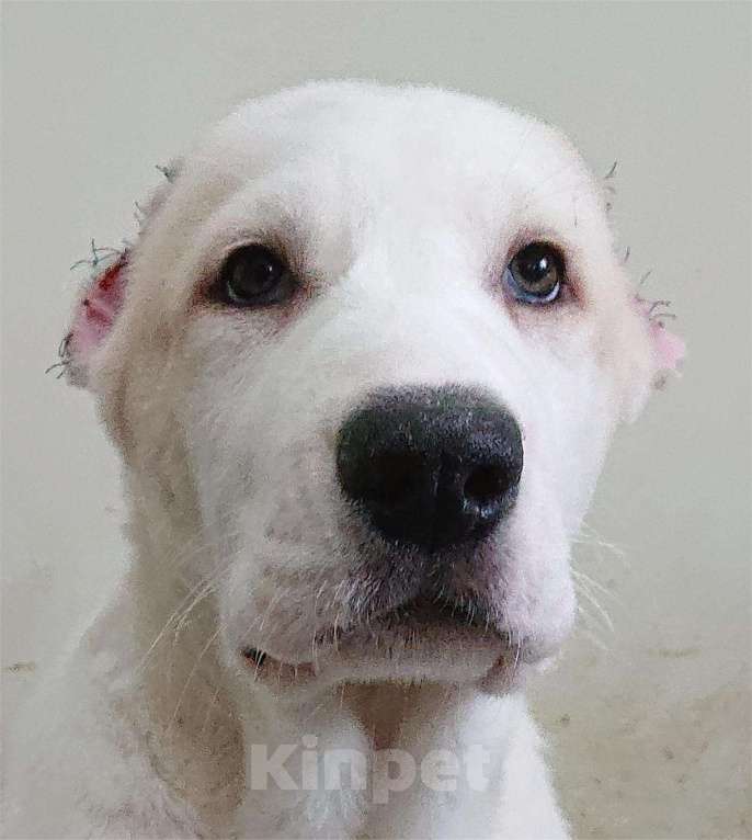 Собаки в других городах Пензенской области: Среднеазиатская овчарка, щенок Мальчик, 20 000 руб. - фото 2