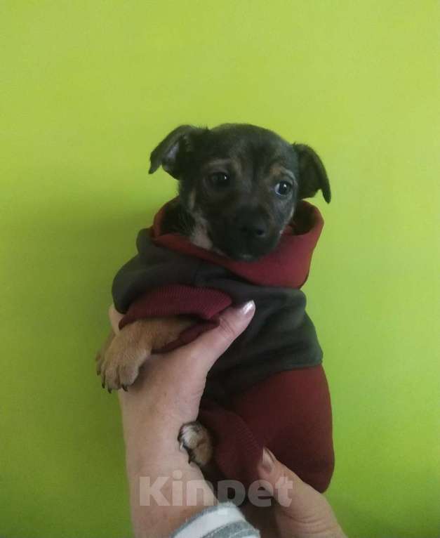 Собаки в Санкт-Петербурге: Две маленькие кнопки ищут дом Мальчик, Бесплатно - фото 4