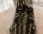 Кошки в Уфе: Шотландская кошечка  Девочка, 8 000 руб. - фото 2