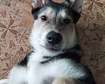 Собаки в Комсомольске-На-Амуре: Собака в добрые руки  Мальчик, Бесплатно - фото 4