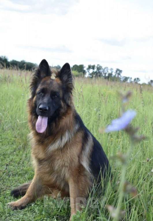 Собаки в Пензе: Щенок немецкой овчарки длинношерстной Мальчик, 35 000 руб. - фото 3