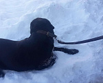 Собаки в Волгограде: Вязка лабрадор 5 лет, 3 300 руб. - фото 8