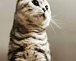 Кошки в Абакане: Шотландский кот, вязка, 2 000 руб. - фото 5