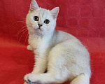 Кошки в Палласовке: Муром предлагается, Бесплатно - фото 3
