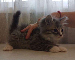 Кошки в Москве: Котенок ждет своего хозяина Девочка, 18 000 руб. - фото 2
