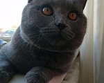 Кошки в Кольчугино: Пропал кот Мальчик, 2 000 руб. - фото 1