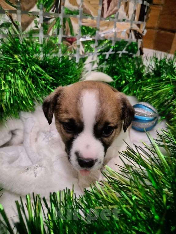 Собаки в Иркутске: Мальчик  Мальчик, 20 000 руб. - фото 3