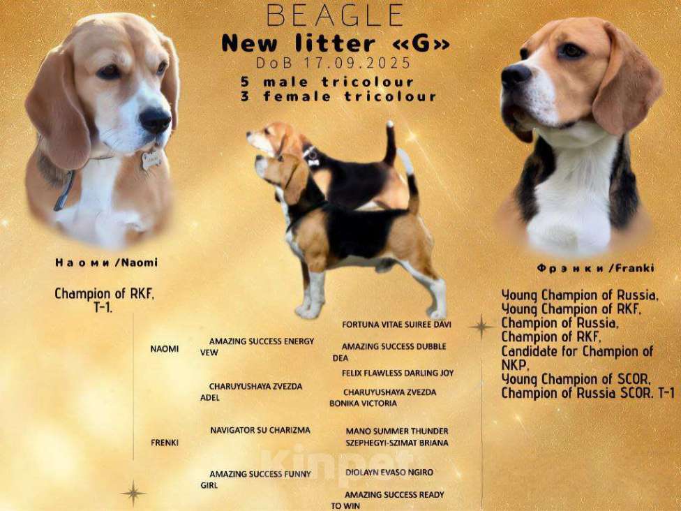 Собаки в Волжском: Продаются щенки  Мальчик, 25 000 руб. - фото 2