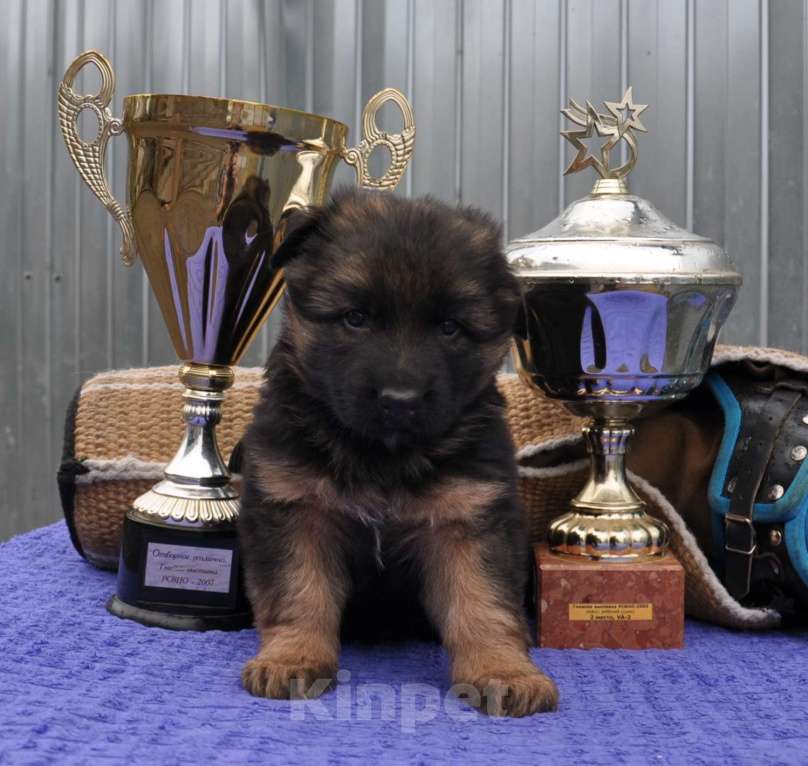 Собаки в Архангельске: Щенки немецкой овчарки. РКФ. Мальчик, Бесплатно - фото 2