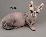 Кошки в Москве: Котёнок эльф Девочка, 95 000 руб. - фото 9