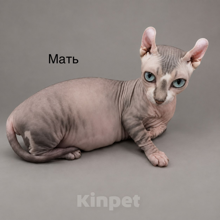 Кошки в Москве: Котёнок эльф Девочка, 95 000 руб. - фото 9