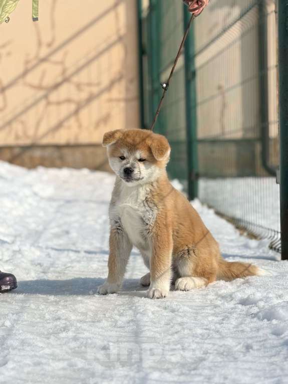 Собаки в Оренбурге: Мальчик Акита Мальчик, 70 000 руб. - фото 2
