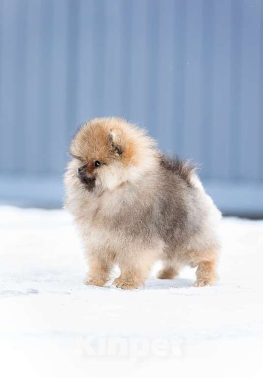 Собаки в Лобне: Красотка Девочка, 50 000 руб. - фото 1