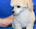 Собаки в Долгопрудном: Щенок той пудель белый мальчик  Джентли Борн Смайлик   Мальчик, 125 000 руб. - фото 1