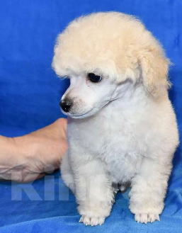 Собаки в Долгопрудном: Щенок той пудель белый мальчик  Джентли Борн Смайлик   Мальчик, 125 000 руб. - фото 1