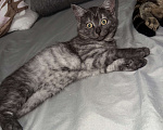 Кошки в Новосибирске: Дымчатый  редкий окрас , шотландский прямоухий котенок  Мальчик, 5 000 руб. - фото 3