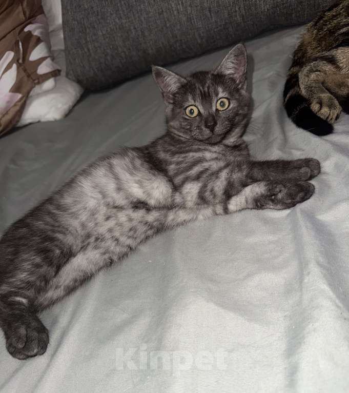 Кошки в Новосибирске: Дымчатый  редкий окрас , шотландский прямоухий котенок  Мальчик, 5 000 руб. - фото 3