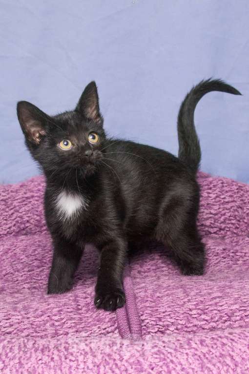 Кошки в Москве: Мудрая и игривая одновременно. Котенок Багги Девочка, Бесплатно - фото 5