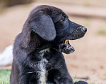 Собаки в Пушкино: Щенок Боря ищет дом Мальчик, Бесплатно - фото 3
