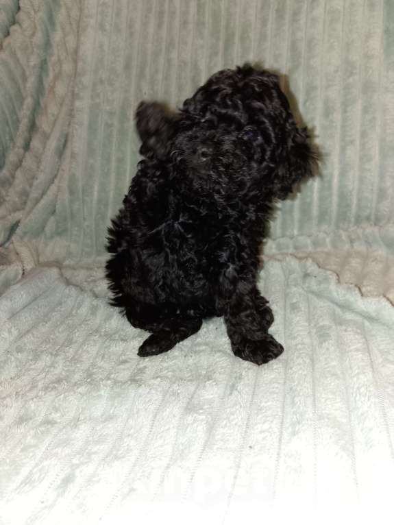 Собаки в Череповце: Щенки Той-пуделя Мальчик, 60 000 руб. - фото 2